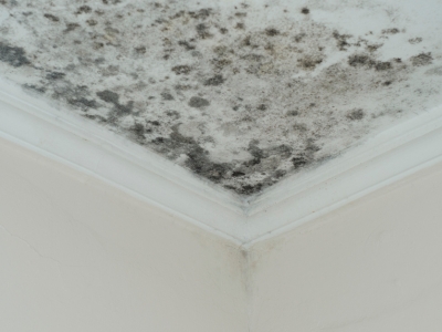 mold 